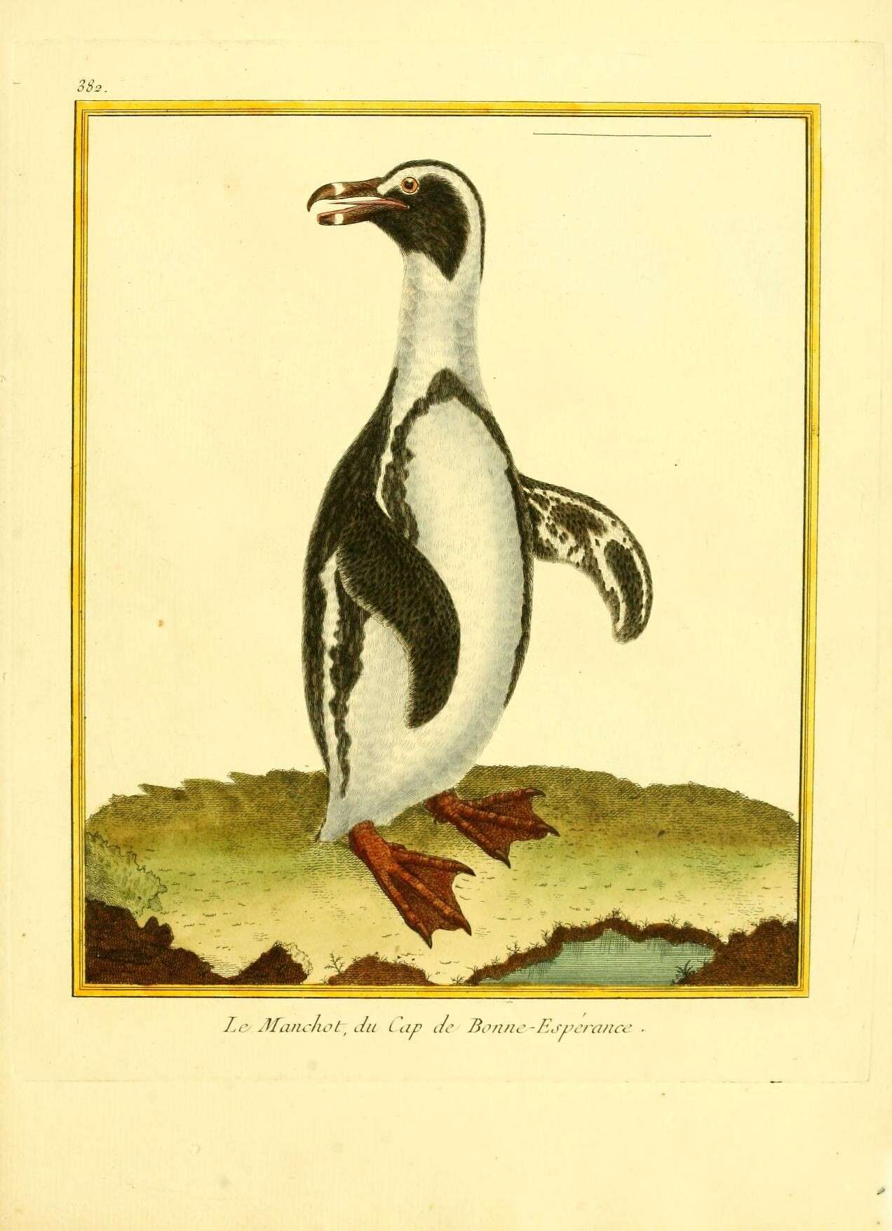 Image of African Penguin