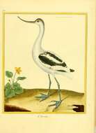 Image of avocet, pied avocet