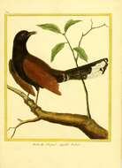 Image of Black Bush Robin