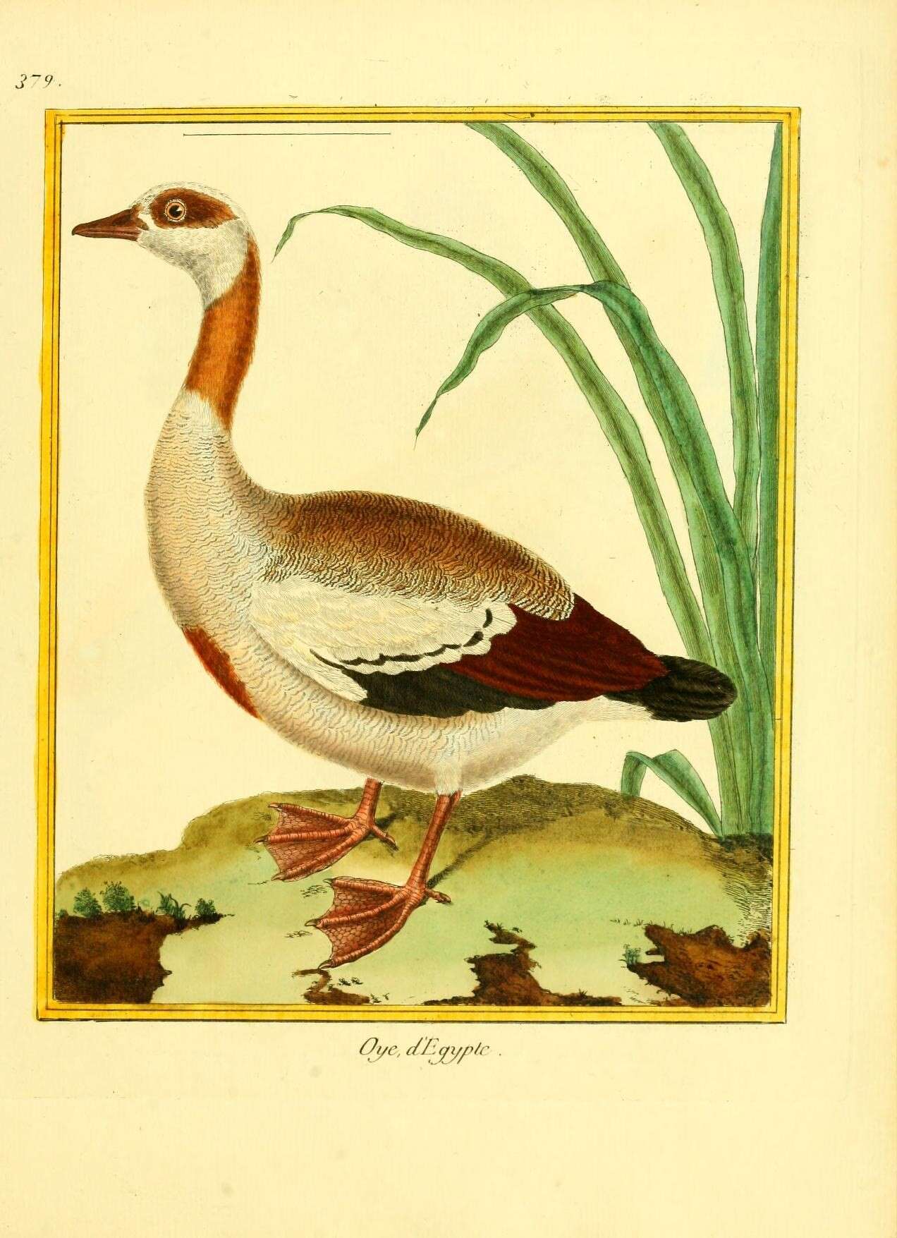 Image of Egyptian Goose