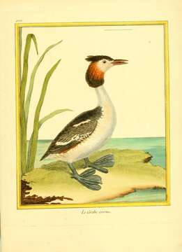 Image of Podiceps Latham 1787