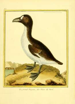 Imagem de Pinguinus Bonnaterre 1791