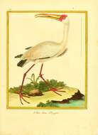 Imagem de Eudocimus Wagler 1832