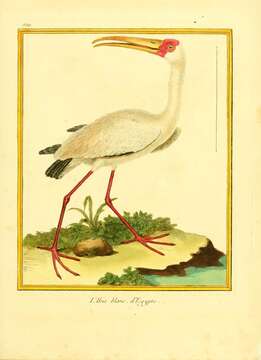 Image of Eudocimus Wagler 1832