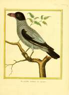 Image of Black-tailed Tityra