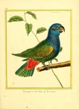 Image of Blue-headed Parrot