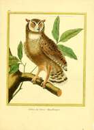 Image of Lesser Horned Owl