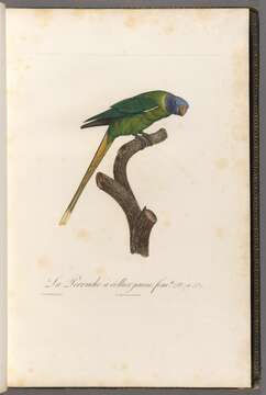 Image of Plum-headed Parakeet