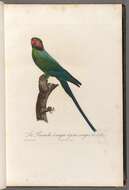 Image of Blossom-headed Parakeet