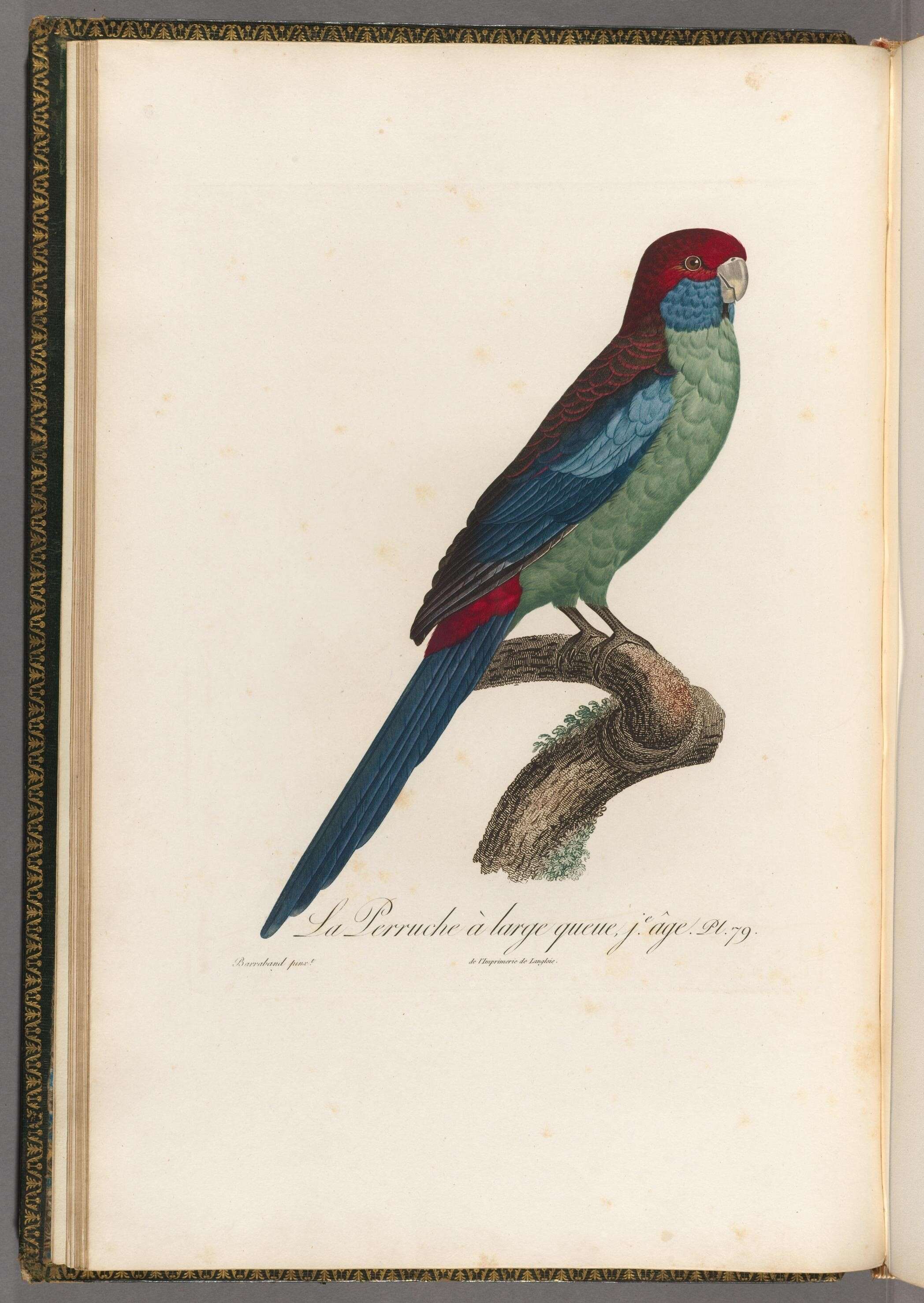 Image of Crimson Rosella