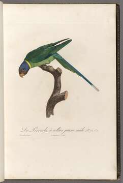 Image of Plum-headed Parakeet