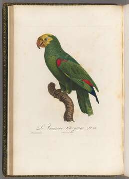 Image of Yellow-crowned Parrot, Yellow-crowned Amazon