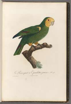 صورة Amazona barbadensis (Gmelin & JF 1788)