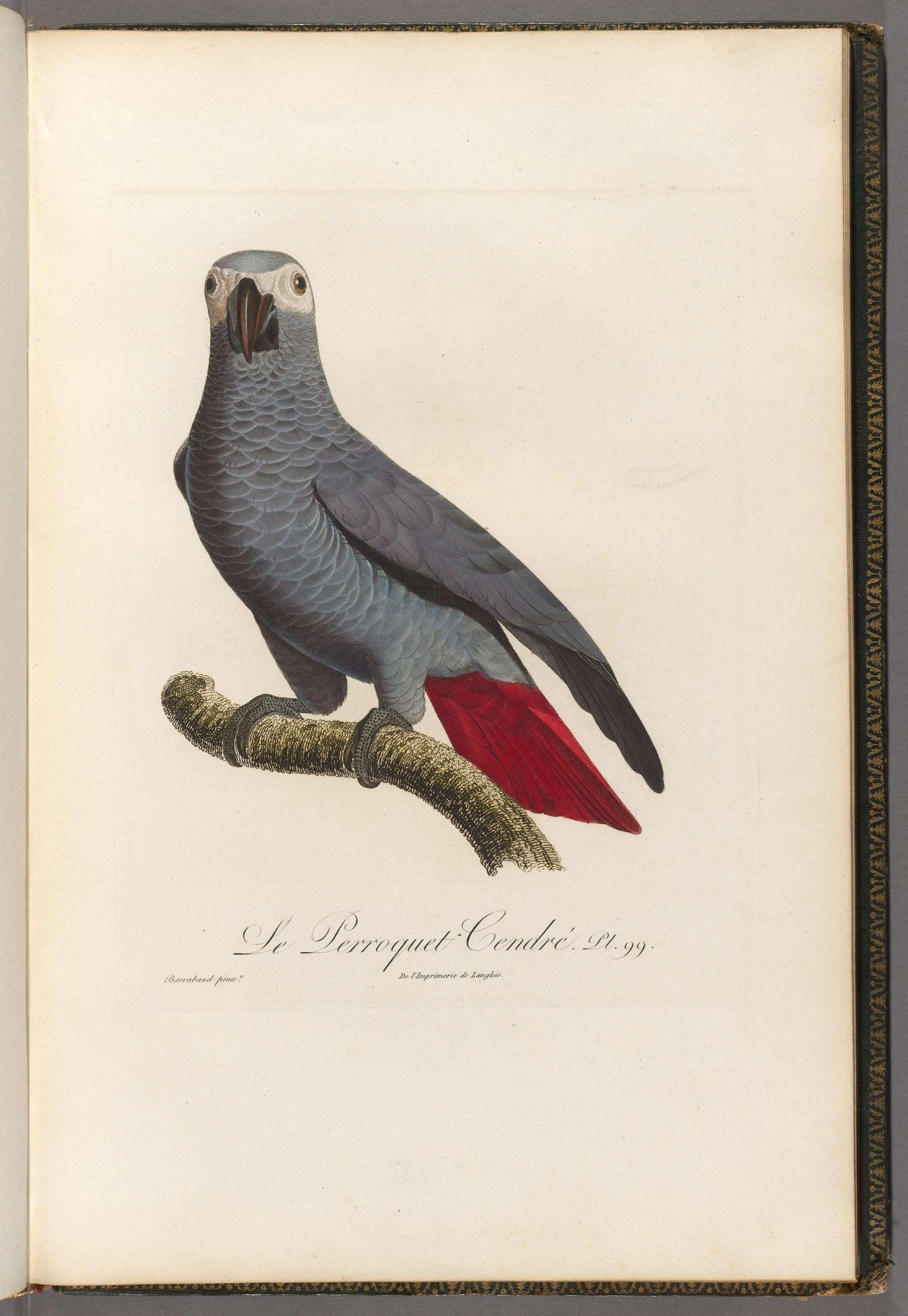 Image de Psittacus Linnaeus 1758