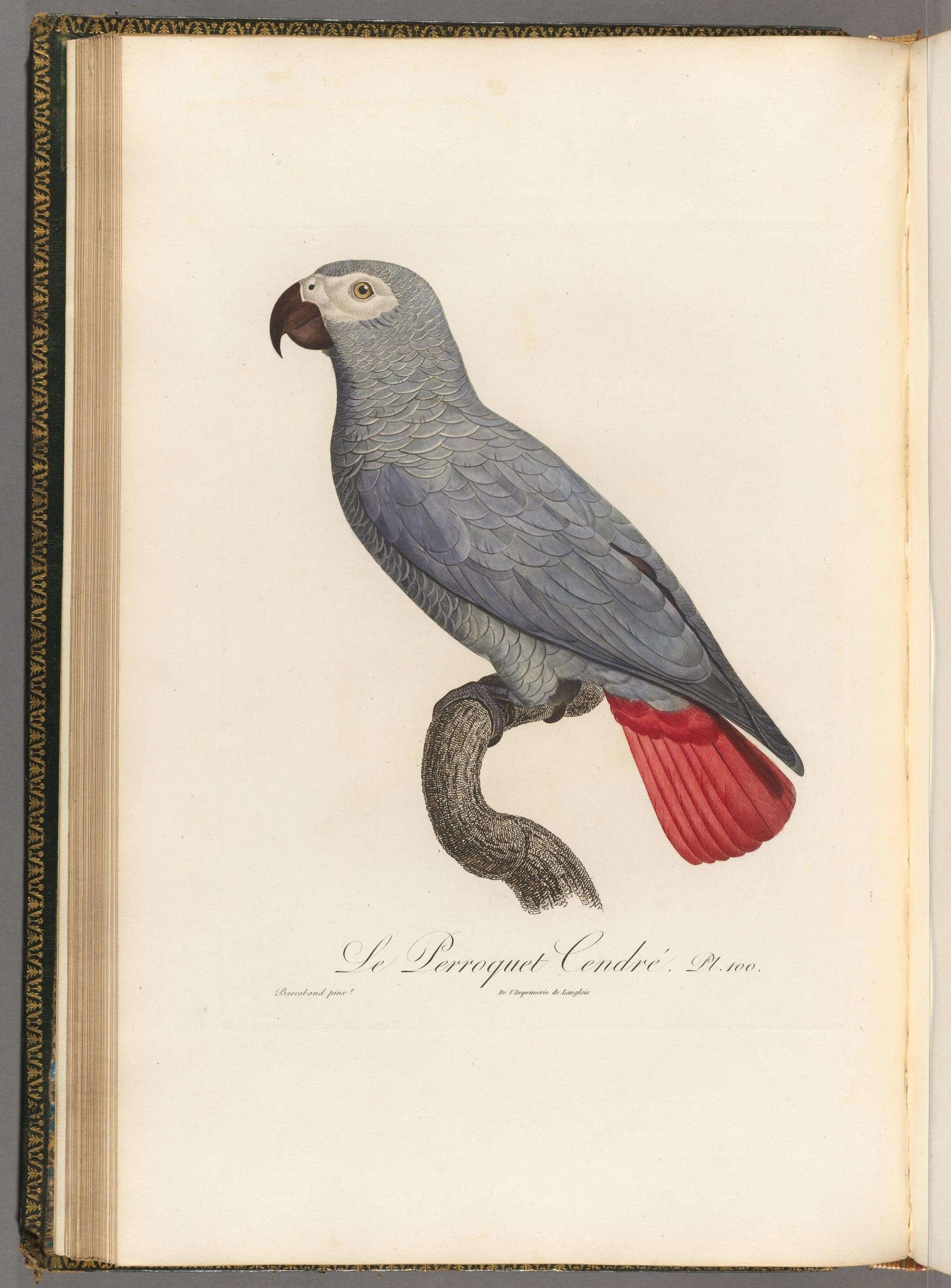 Image of Psittacus Linnaeus 1758