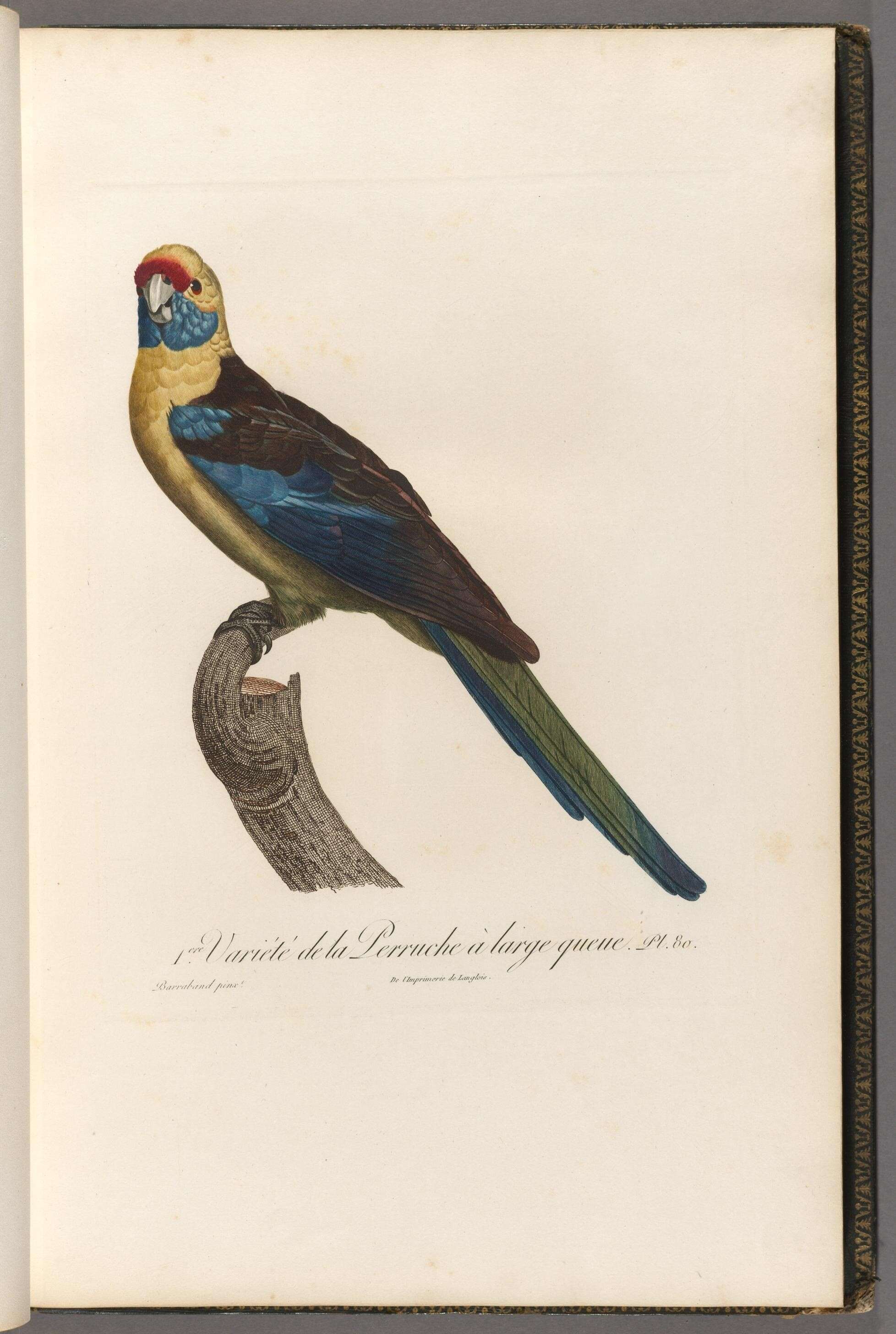 Image of Crimson Rosella