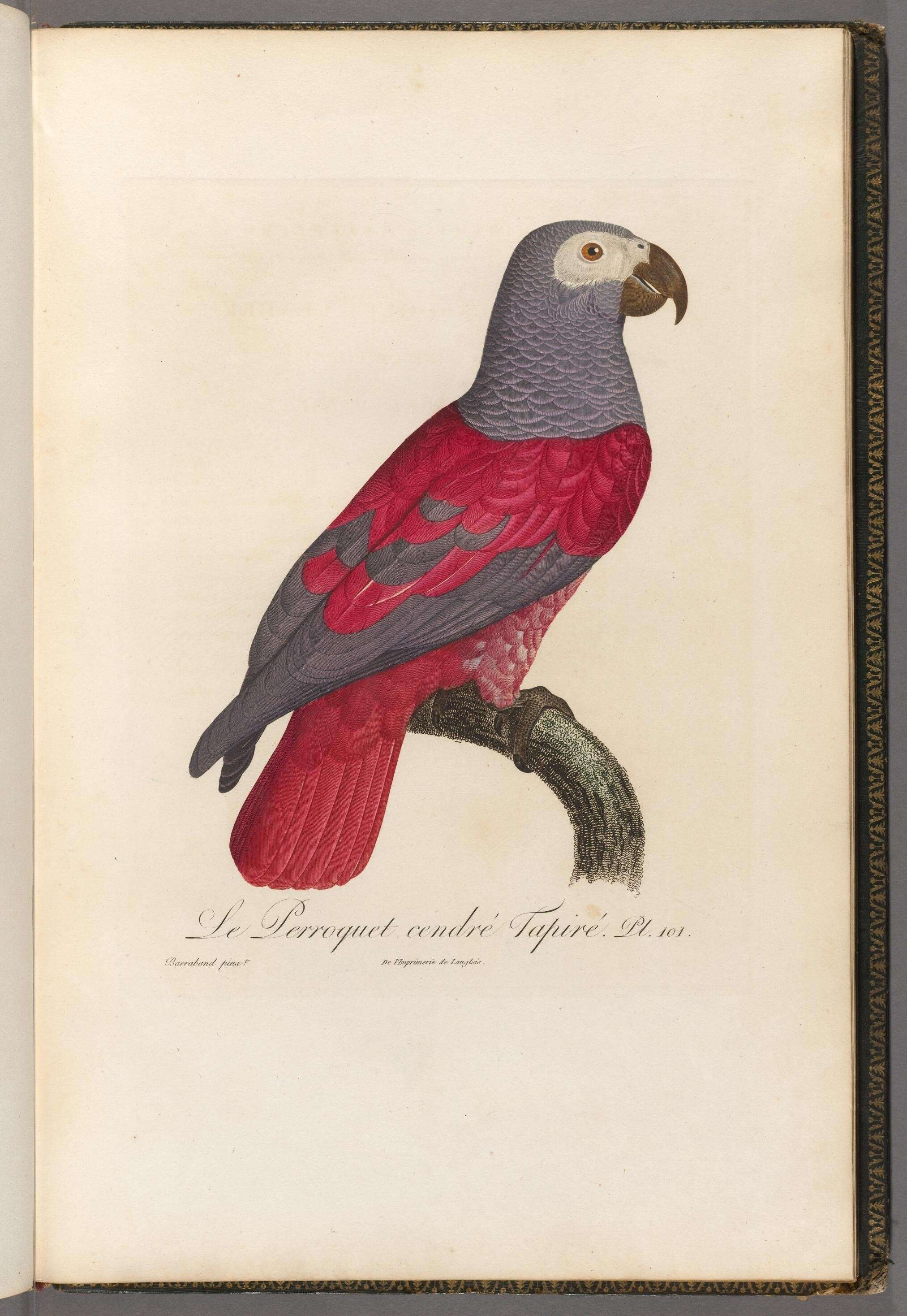 Image de Psittacus Linnaeus 1758