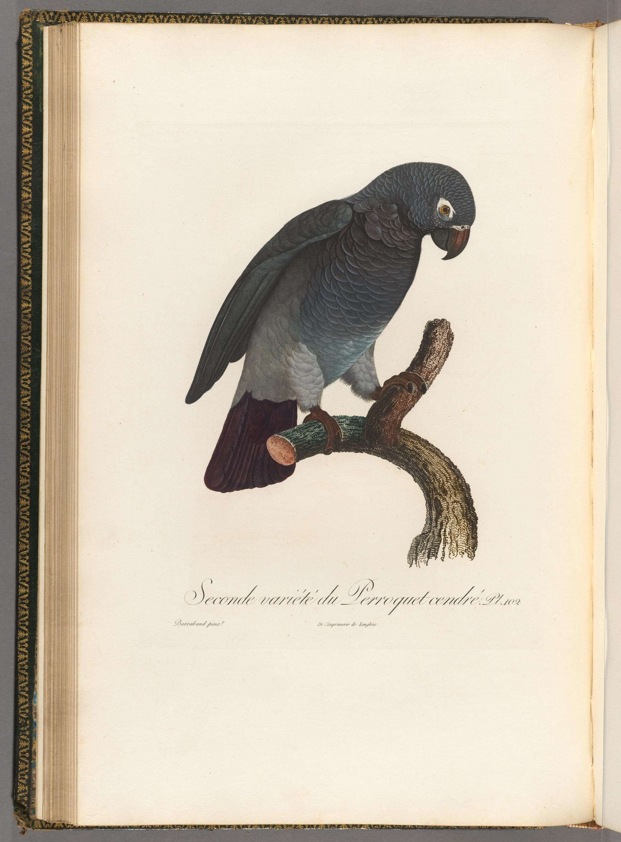 Image of Psittacus Linnaeus 1758