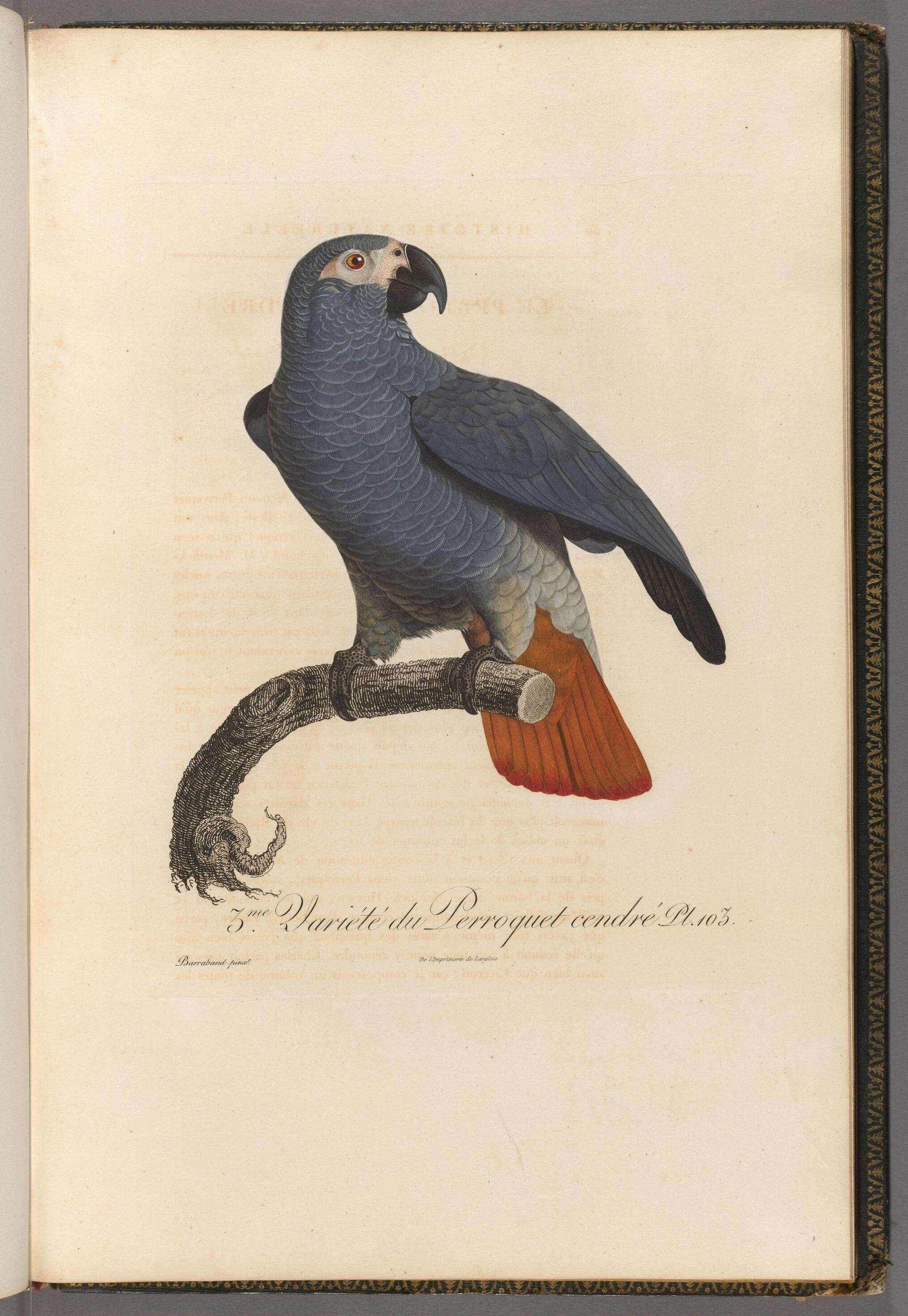 Image de Psittacus Linnaeus 1758