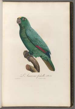 Image of Yellow-crowned Parrot, Yellow-crowned Amazon