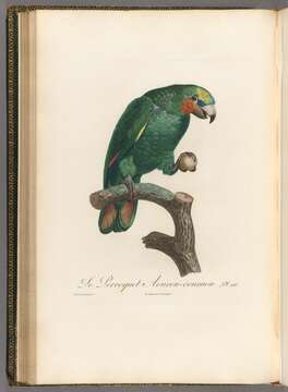 Image of Orange-winged Amazon