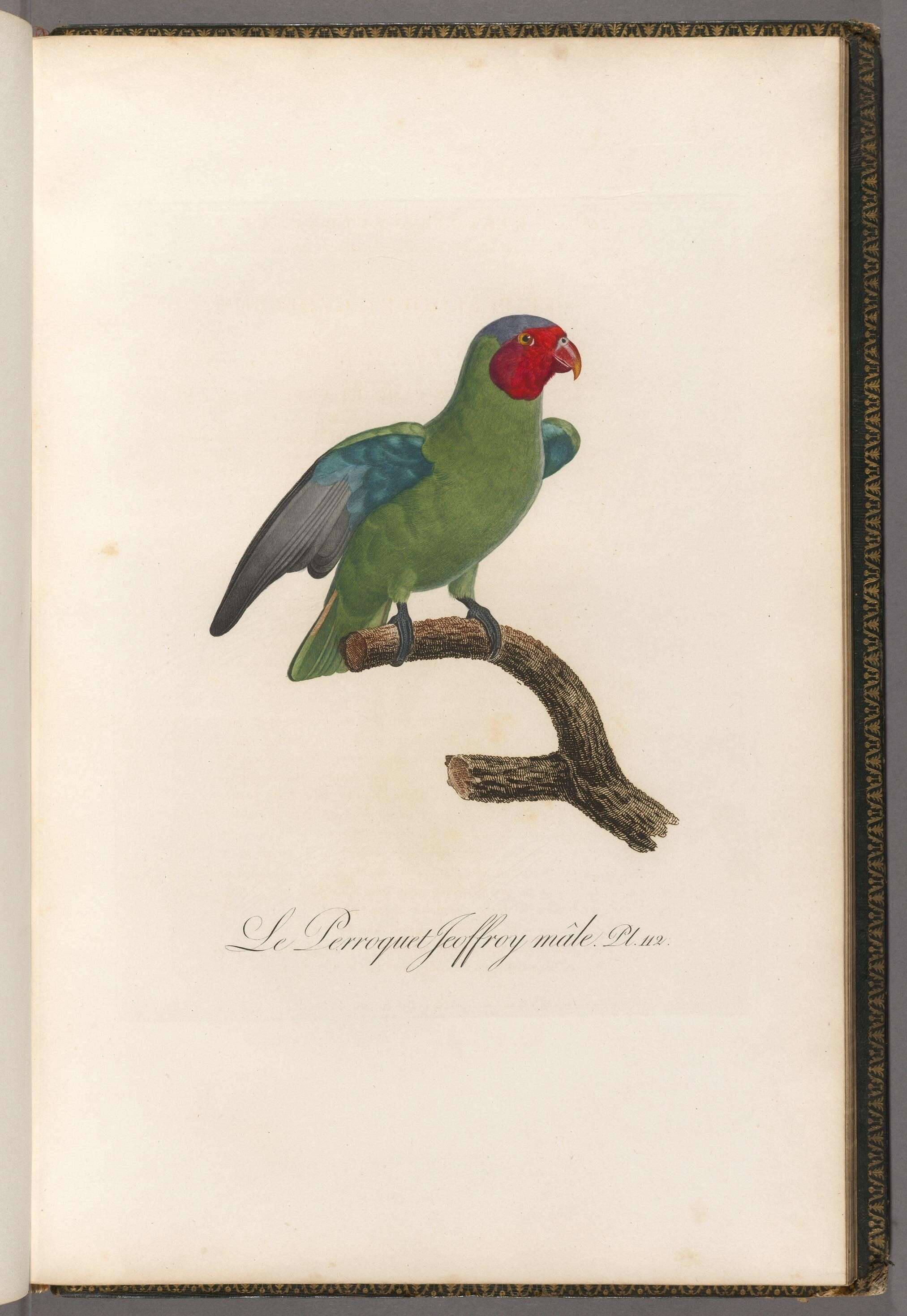 Image of Geoffroyus Bonaparte 1850
