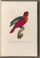 Image of Purple-capped Lory