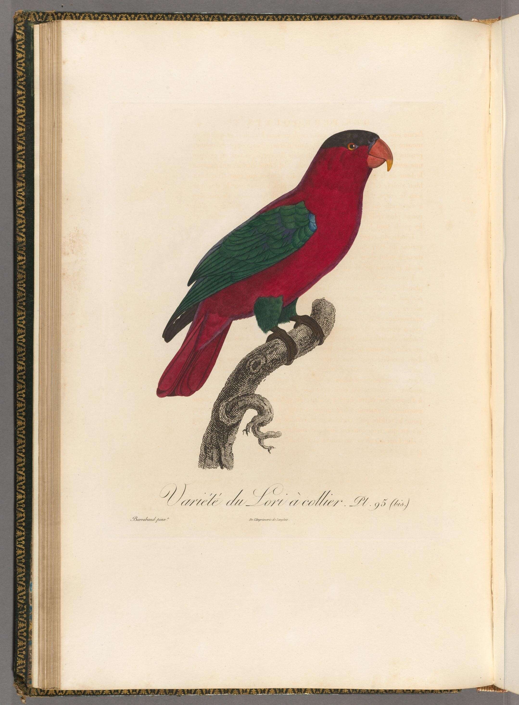 Image of Purple-capped Lory