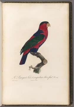 صورة Lorius lory (Linnaeus 1758)