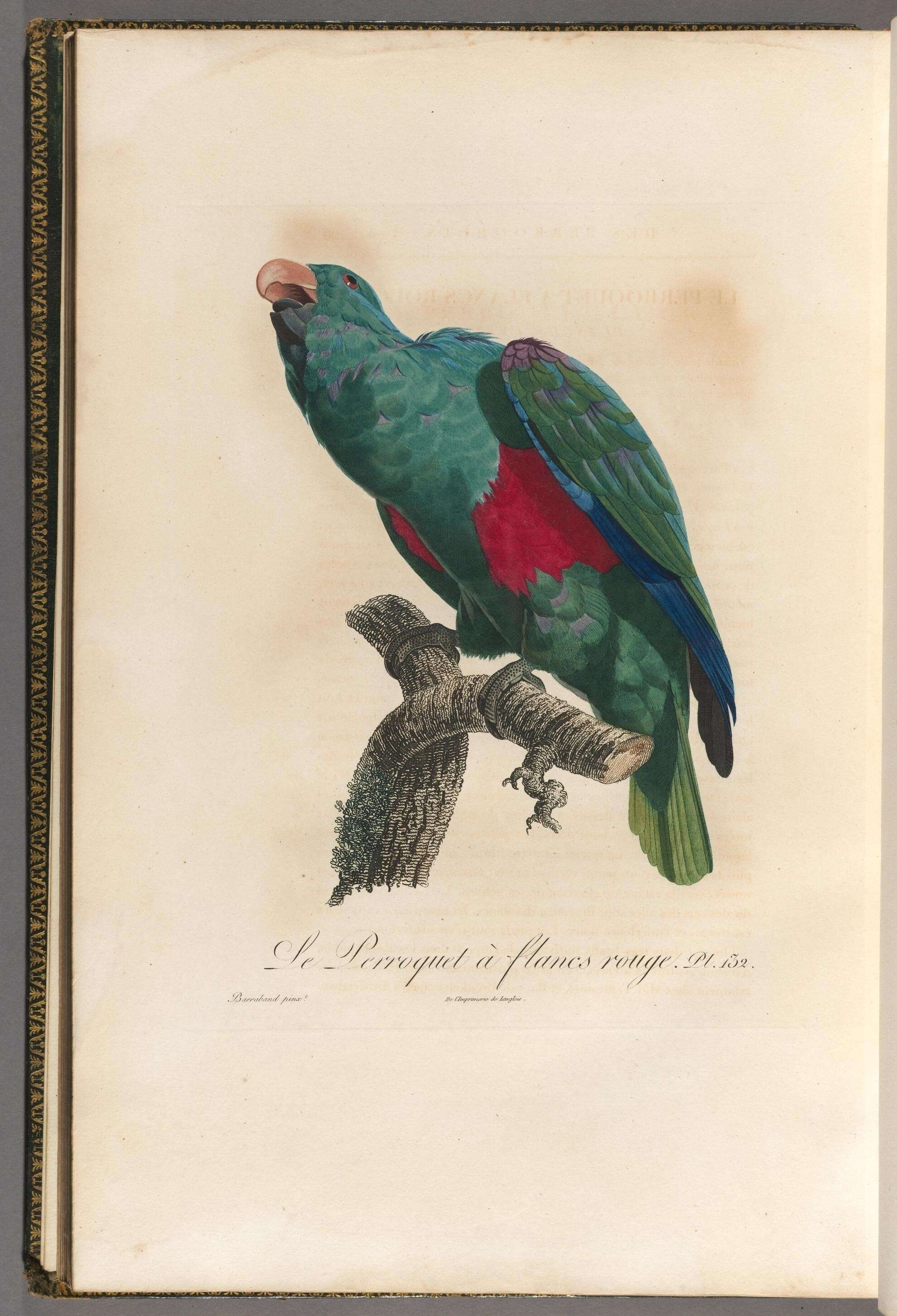 Image of Eclectus Wagler 1832