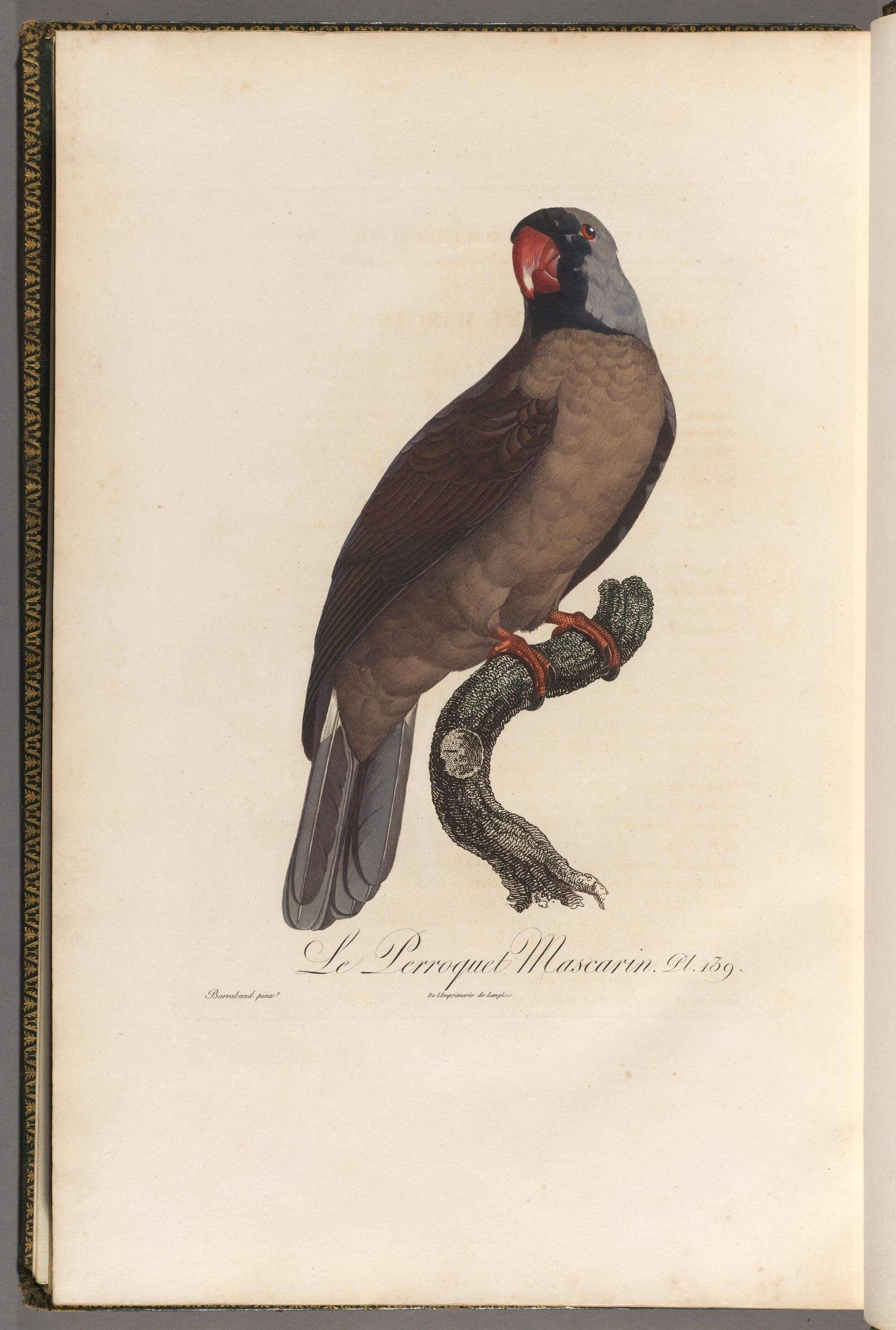 Image of Mascarinus mascarin (Linnaeus 1771)