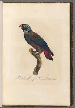 Image of Bronze-winged Parrot