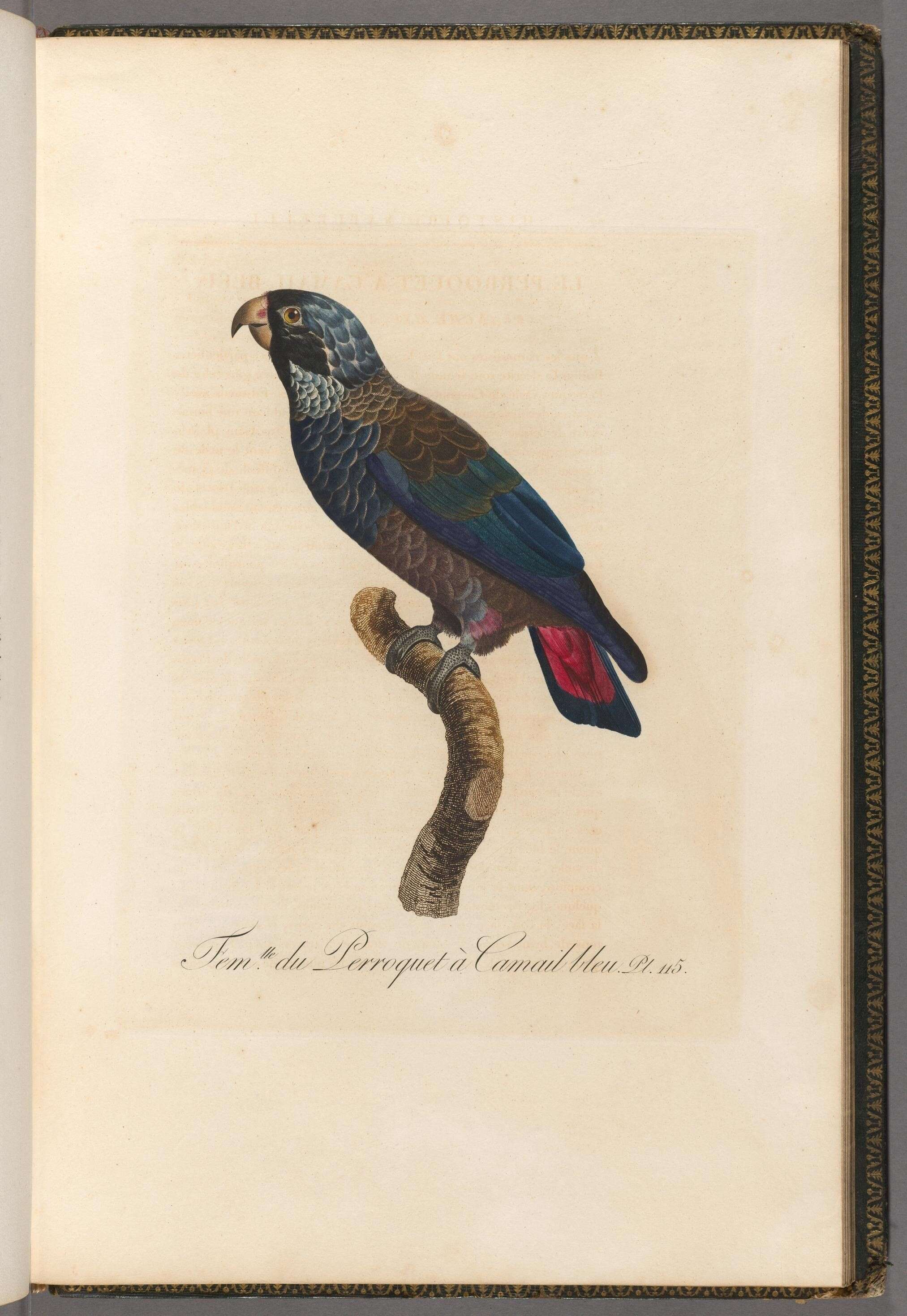Image of Bronze-winged Parrot