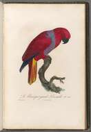 Image of Eclectus Wagler 1832