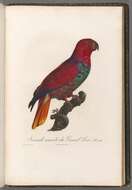 Image of Eclectus Wagler 1832