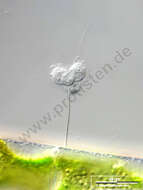 Image of choanoflagellates