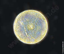 Image of Coscinodiscales