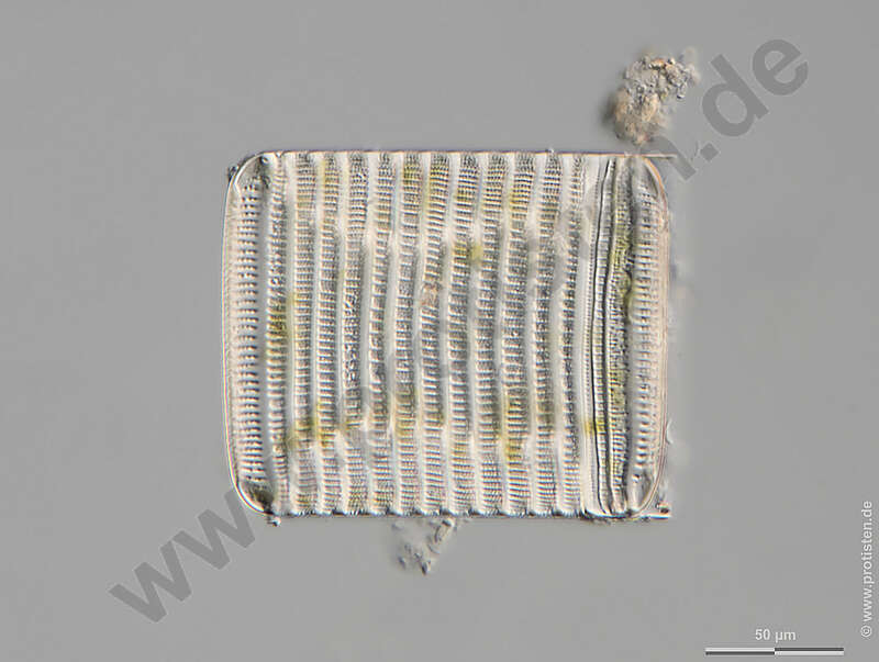 Image of Fragilariophyceae