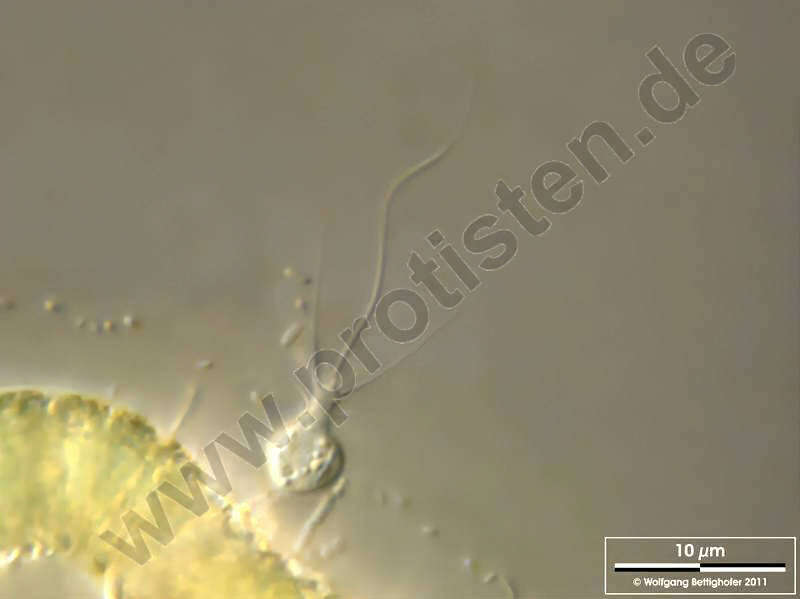 Image of eukaryotes