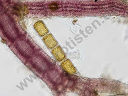 Image of Coscinodiscophycidae