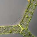 Image of Hydrodictyon reticulatum