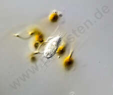 Image of Calyptotrichidae