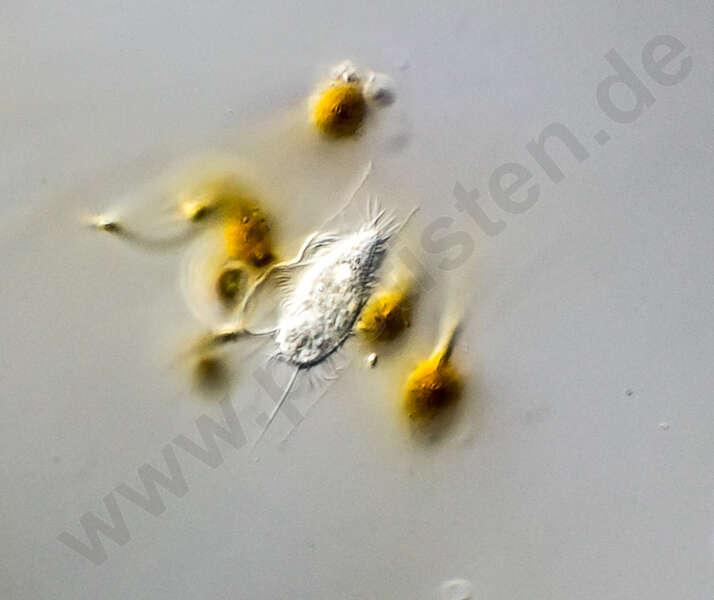 Image of Calyptotrichidae