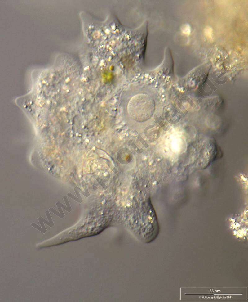 Image of Longamoebia