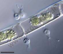 Image of eukaryotes