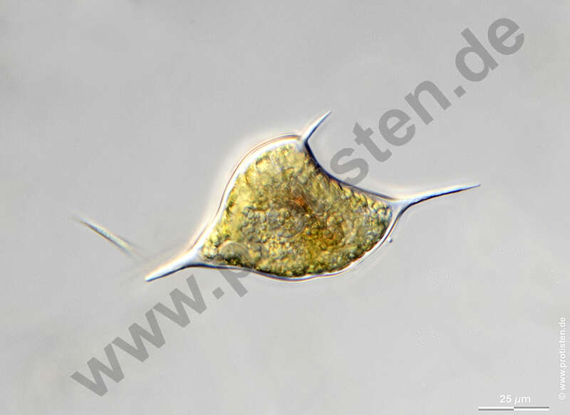 Image of Dinophyceae