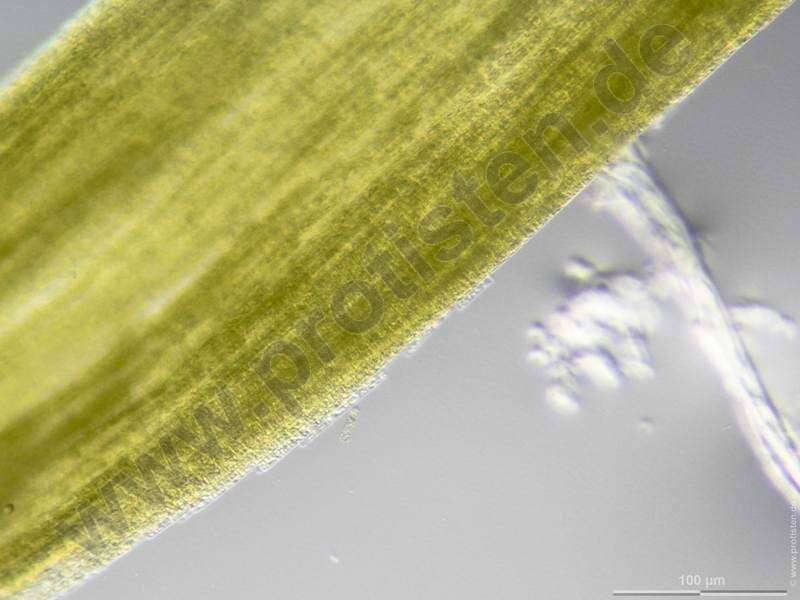 Image of Aphanizomenonaceae