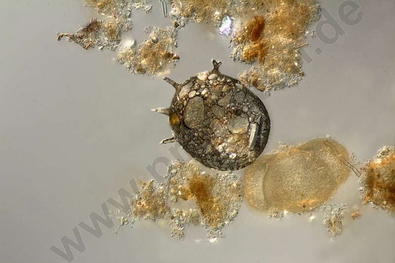Image of Difflugina