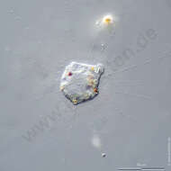 Image of Pterista