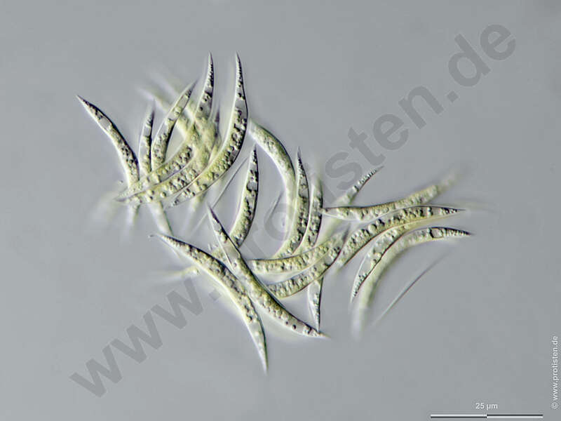 Image of Ankistrodesmus Corda 1838